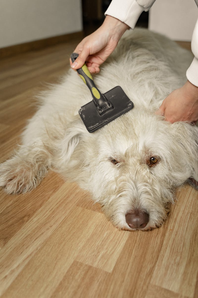 PetPaw™ Grooming Gloves - Silicone Pet Hair Removal Gloves